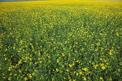 《怪物猎人：崛起曙光》特别节目 11月16日开播